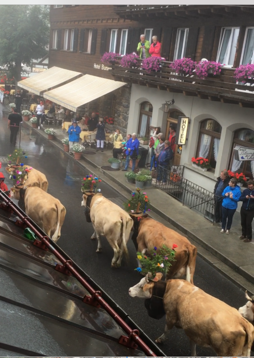 Murren Switzerland Dorffest Cow Parade